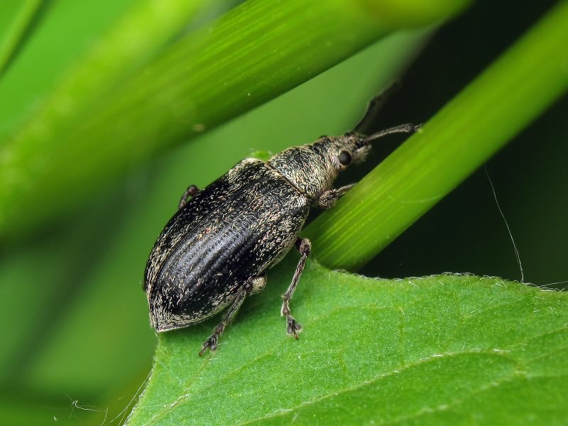 Phyllobius pyri (Linnaeus, 1758)
